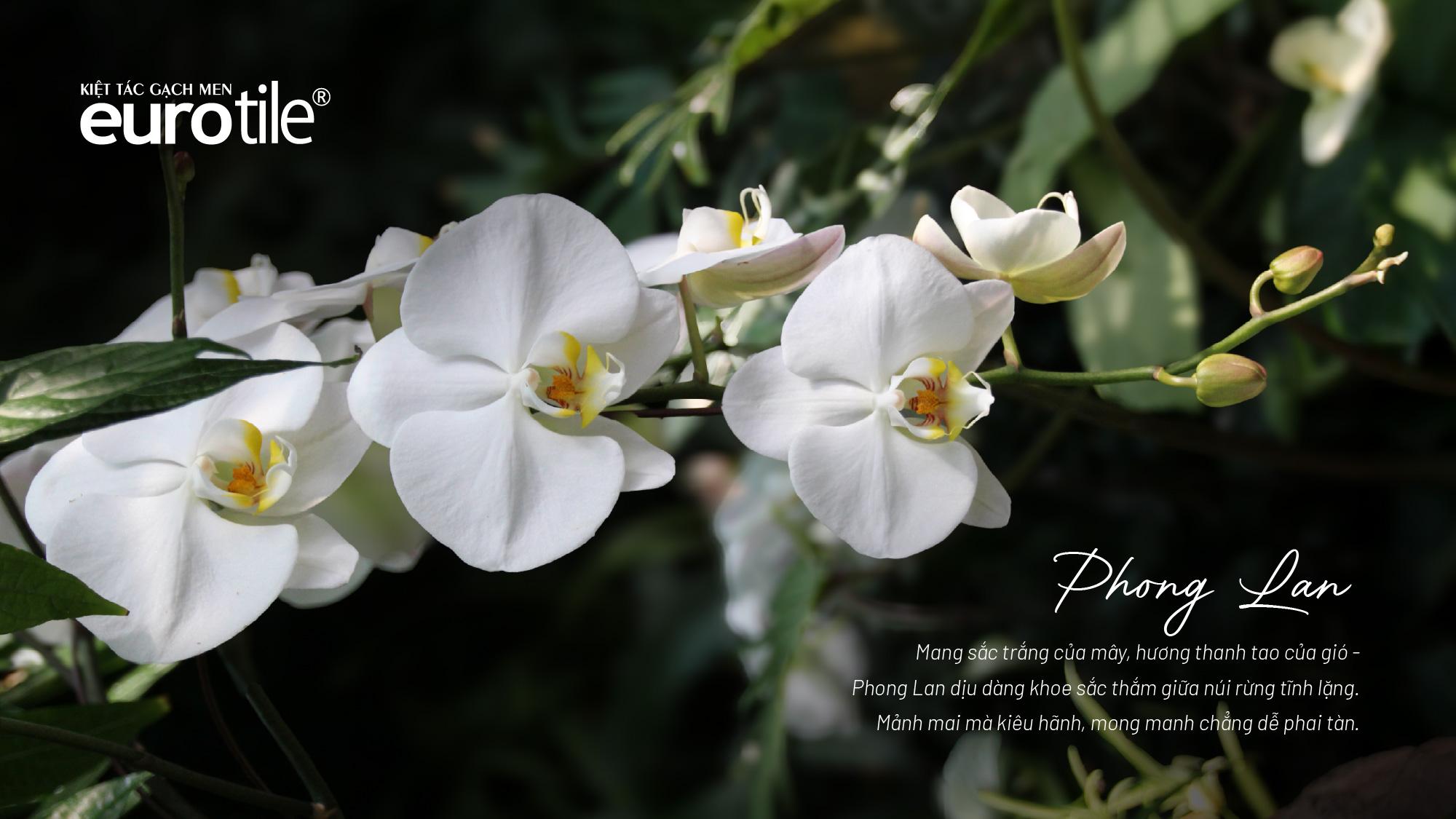 [SẢN PHẨM MỚI] BỘ SƯU TẬP PHONG LAN: VẺ ĐẸP TINH KHÔI, THANH TAO GIỮA ĐẠI NGÀN
